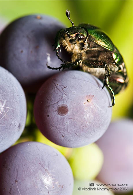 Beetle (bug) on grapes