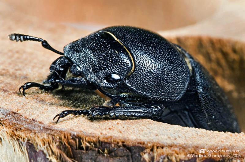 Stag beetle (bug)
