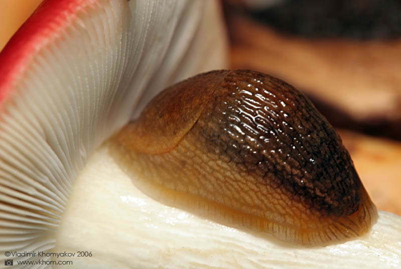 Slug on russule (mushroom)