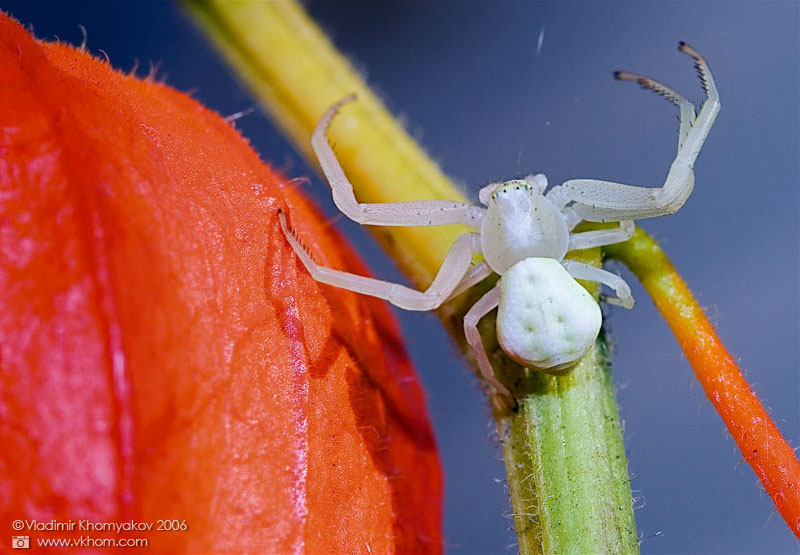 Spider on Physalis