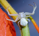 Spider on Physalis