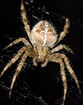 Araneus diadematus (spider)