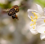 Пчела и цвет чере?ни